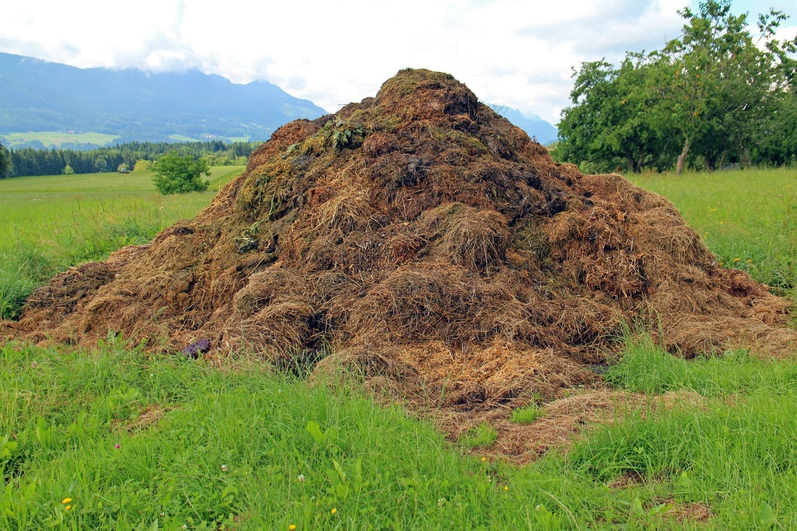 dung-406217_1920