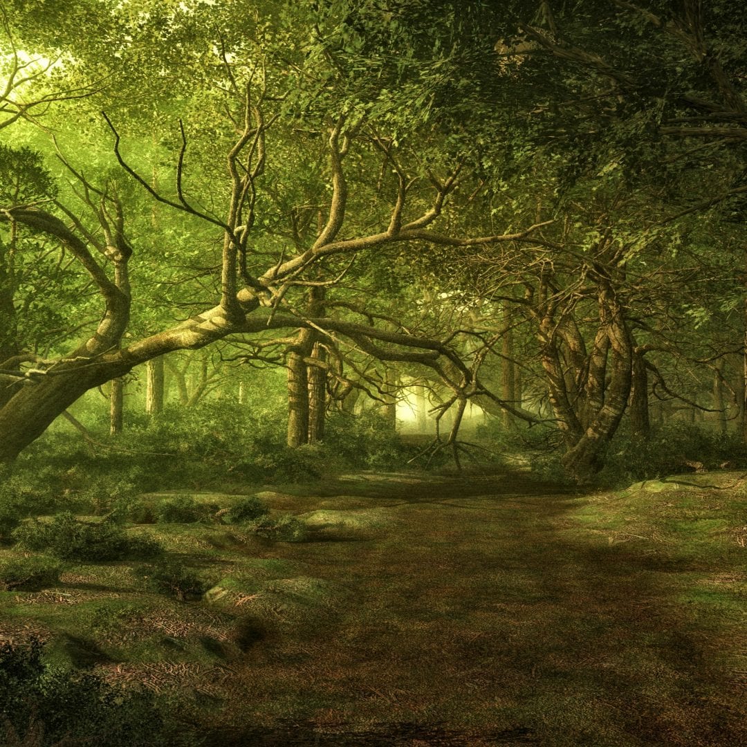 forest-1699079_1920