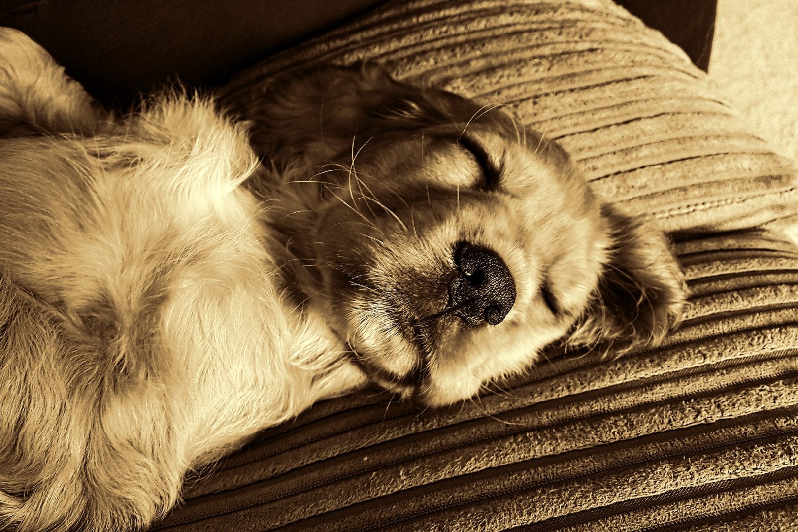 dog-1910381_1920
