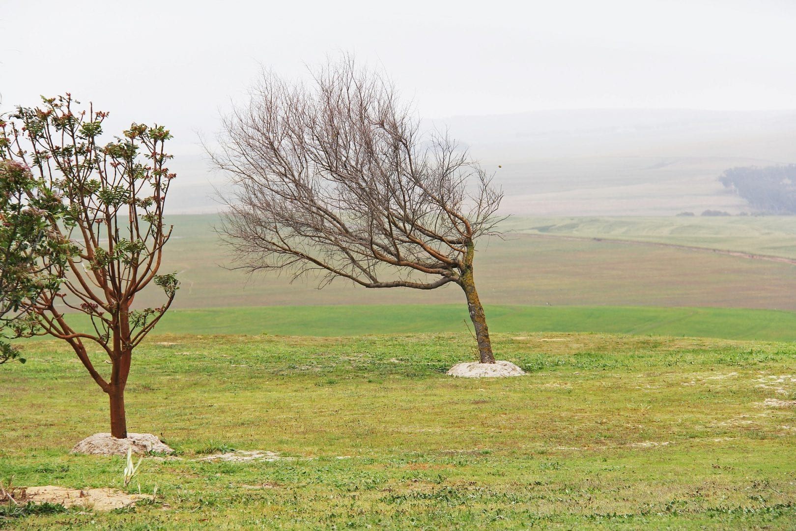green-1214748_1920
