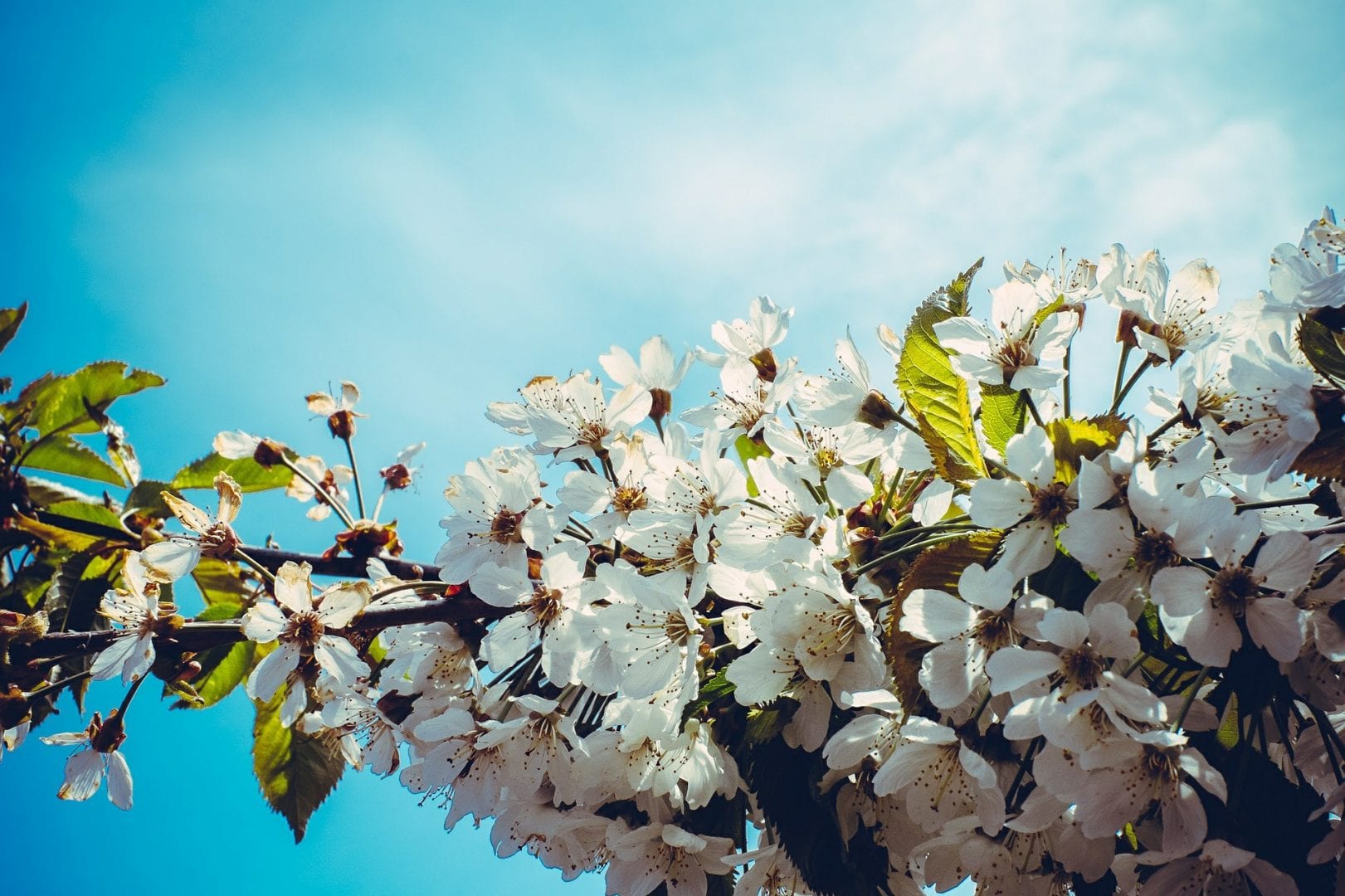 cherry-blossom-593939_1920