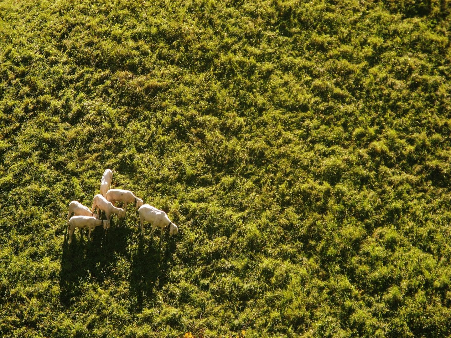 sheep-939566_1920