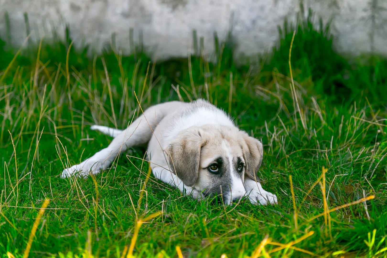 dog-2723082_1920