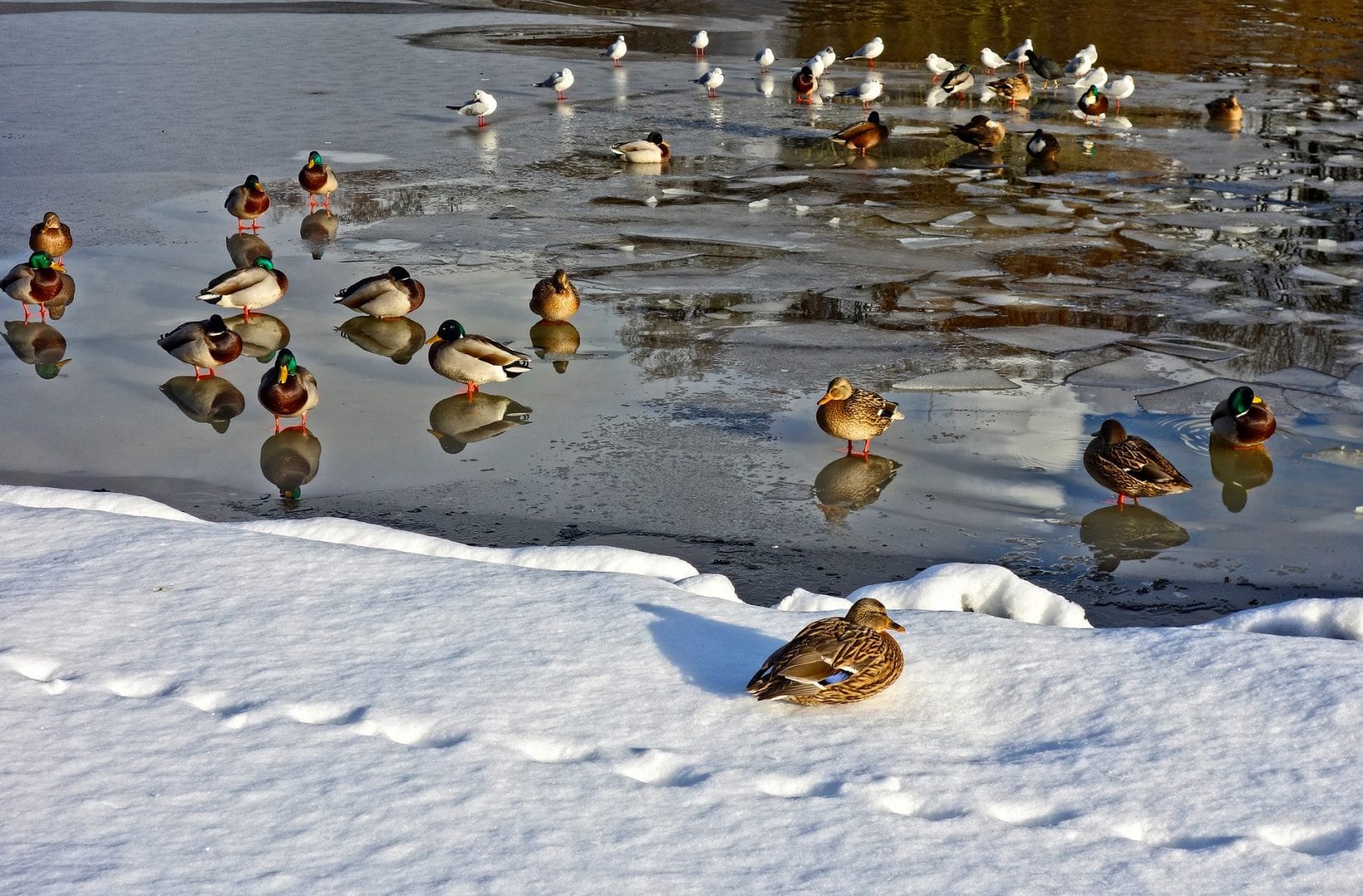 ducks-3019566_1920