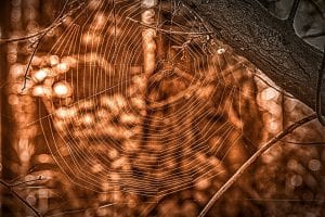 networking spider's web