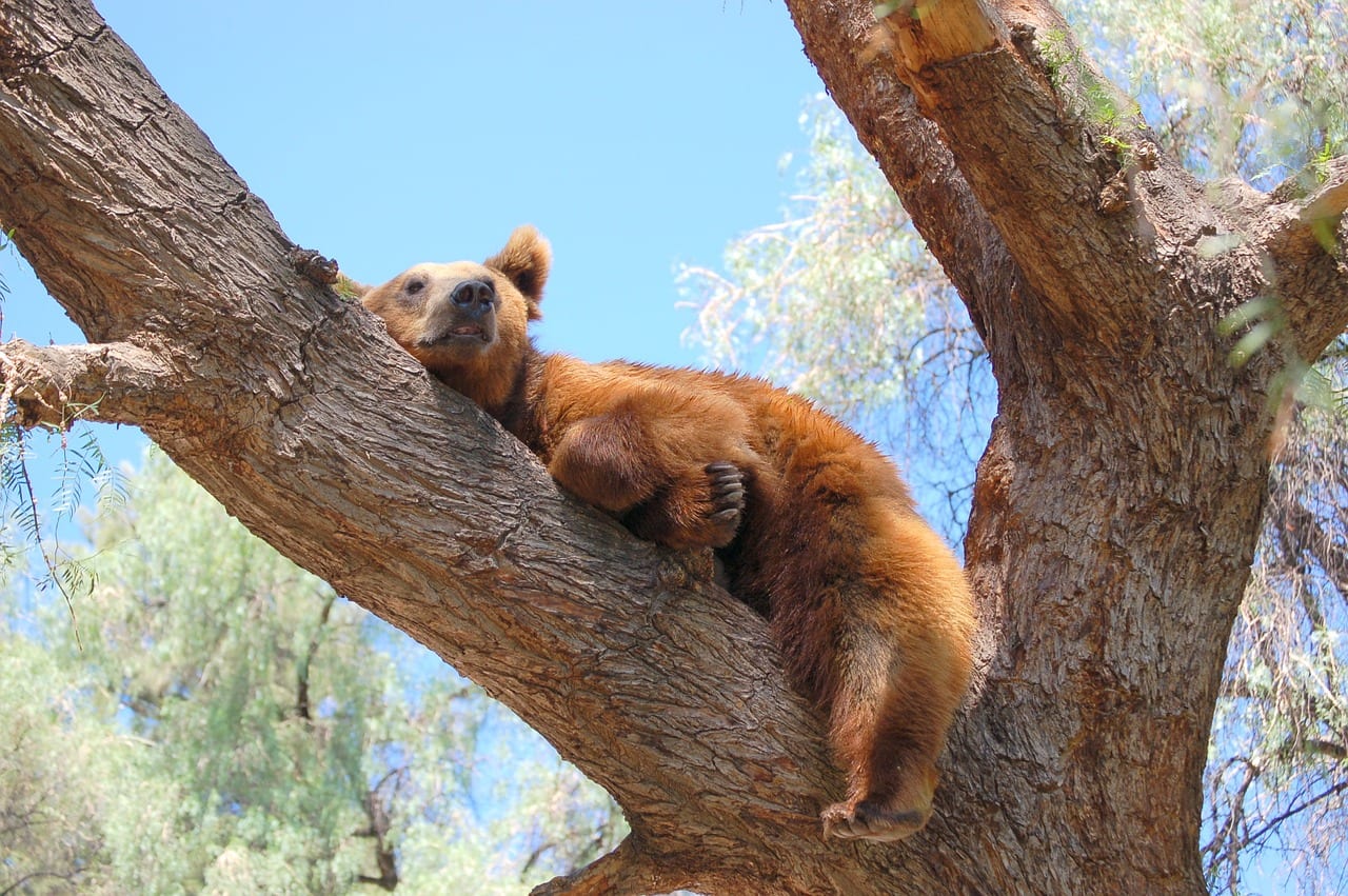 bear taking a nap outsourced finance director seasonal affective disorder