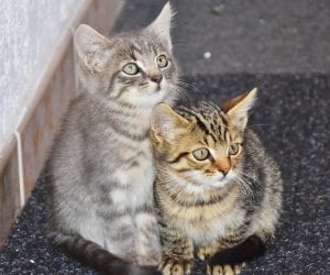 best laid plans cute kittens coach mentor 01489 885555 colin bielckus