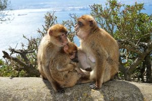 Gibraltar apes monkeys macaques sure beats working for a living outsourced finance director mentor coach