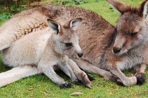 wallaby bad pun staring at a blank screen outsourced finance director